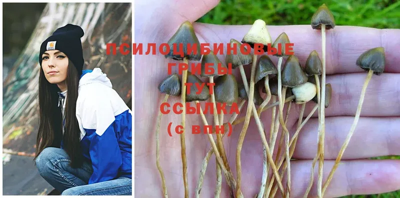 Псилоцибиновые грибы Psilocybine cubensis  Жуковка 